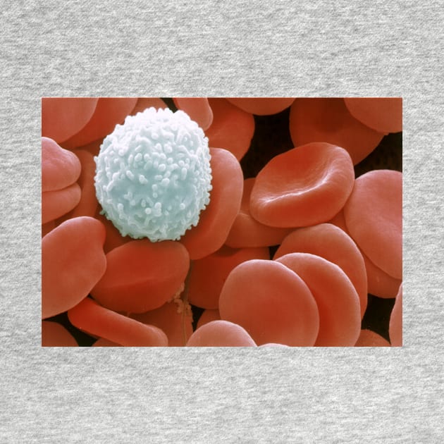 Colour SEM of red & white blood cells (P242/0218) by SciencePhoto